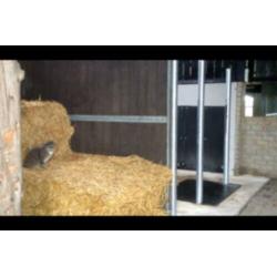 Privestal heeft een box vrij voor paard/pony Schijndel/Veghe
