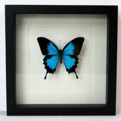 Vlinder in lijst Papilio Ulysses nieuw eric kuster stijl