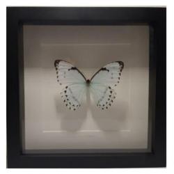 Vlinder in lijst Papilio Ulysses nieuw eric kuster stijl
